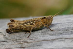 Closeup on a female bow-winged grasshopper, Chorthippus biguttulus