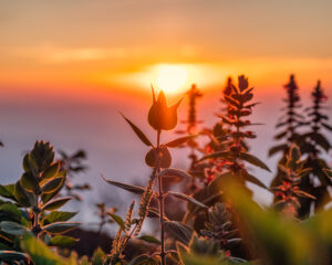 flower blooming with sunrise