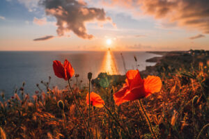 poppies spring sea landscape with sunset sky volcanic rocky coastline calm sea