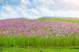 cosmos flower field